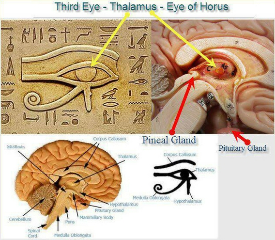 pineal-gland-eye-of-horus