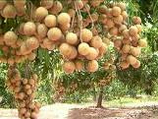 Kết quả hình ảnh cho ảnh về nhãn hưng yên