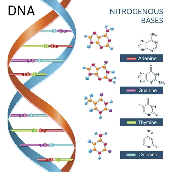 DNA