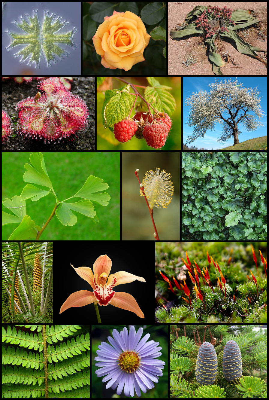 Diversity_of_plants_image_version_5