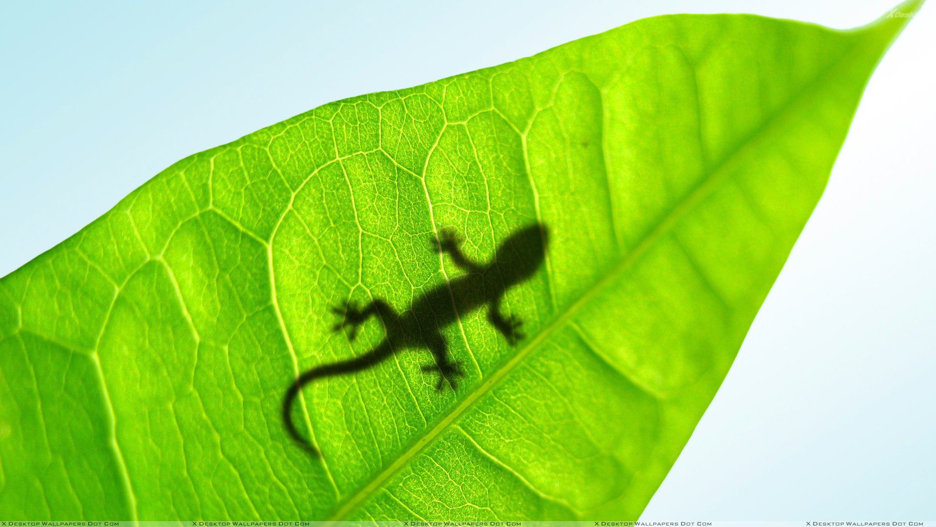 Lizard On A Green Leave Closeup