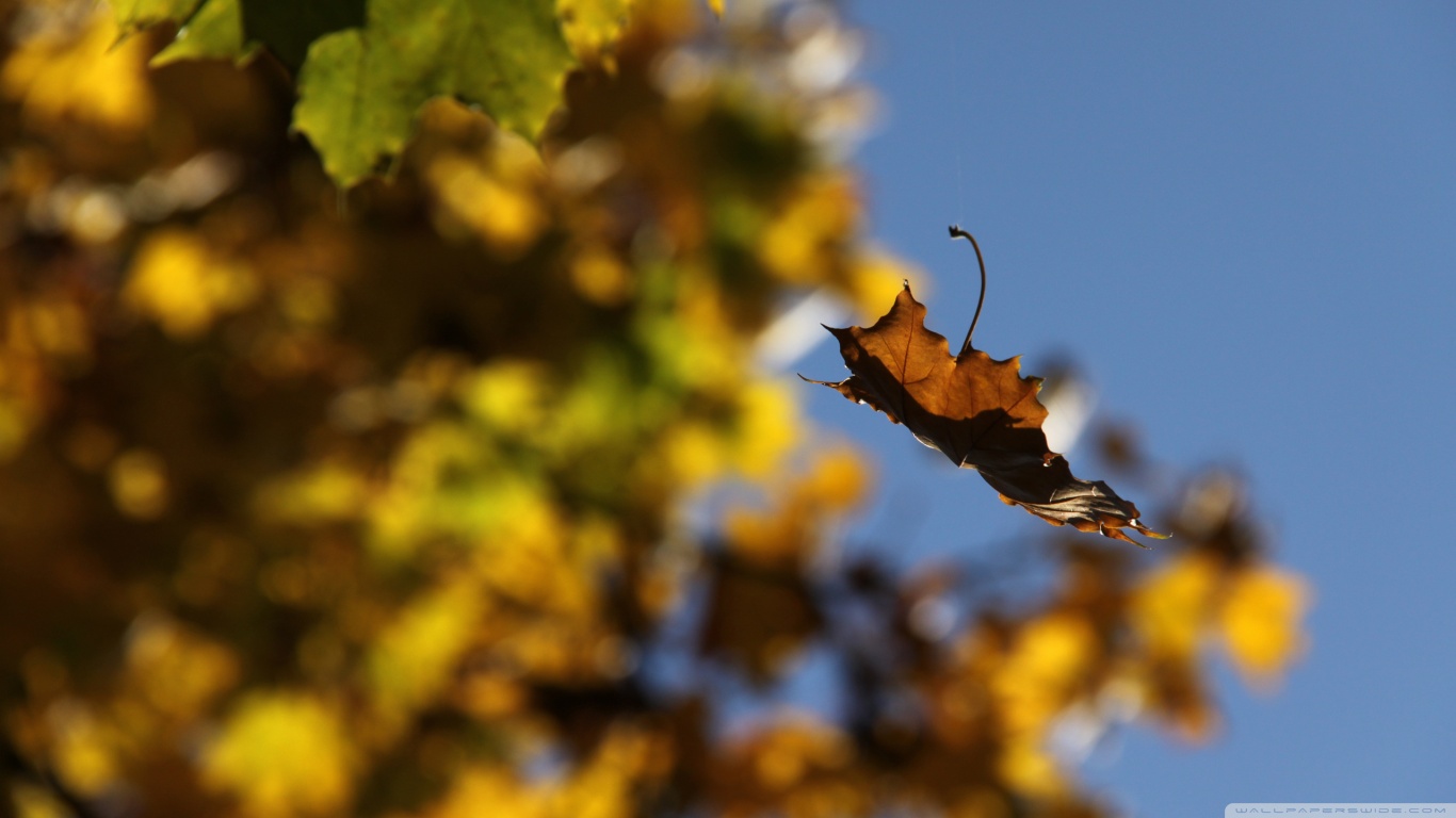 falling_leaf-wallpaper-1366x768