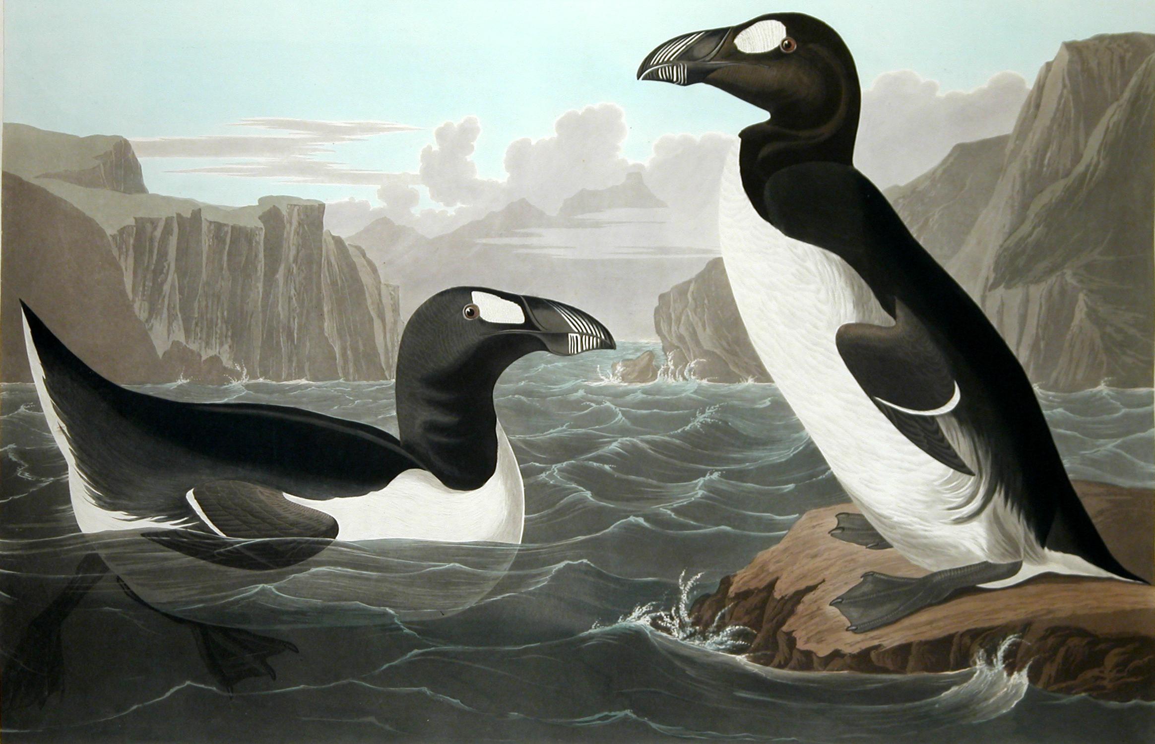 greatauk