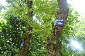 280px-Dalbergia_tonkinensis_-_Hanoi_Botanical_Garden_-_Hanoi,_Vietnam_-_DSC03637