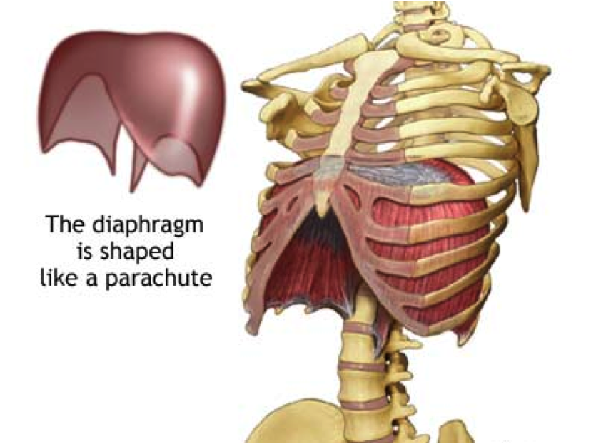 The Power of the Diaphragm - Part I - Yoga Medicine