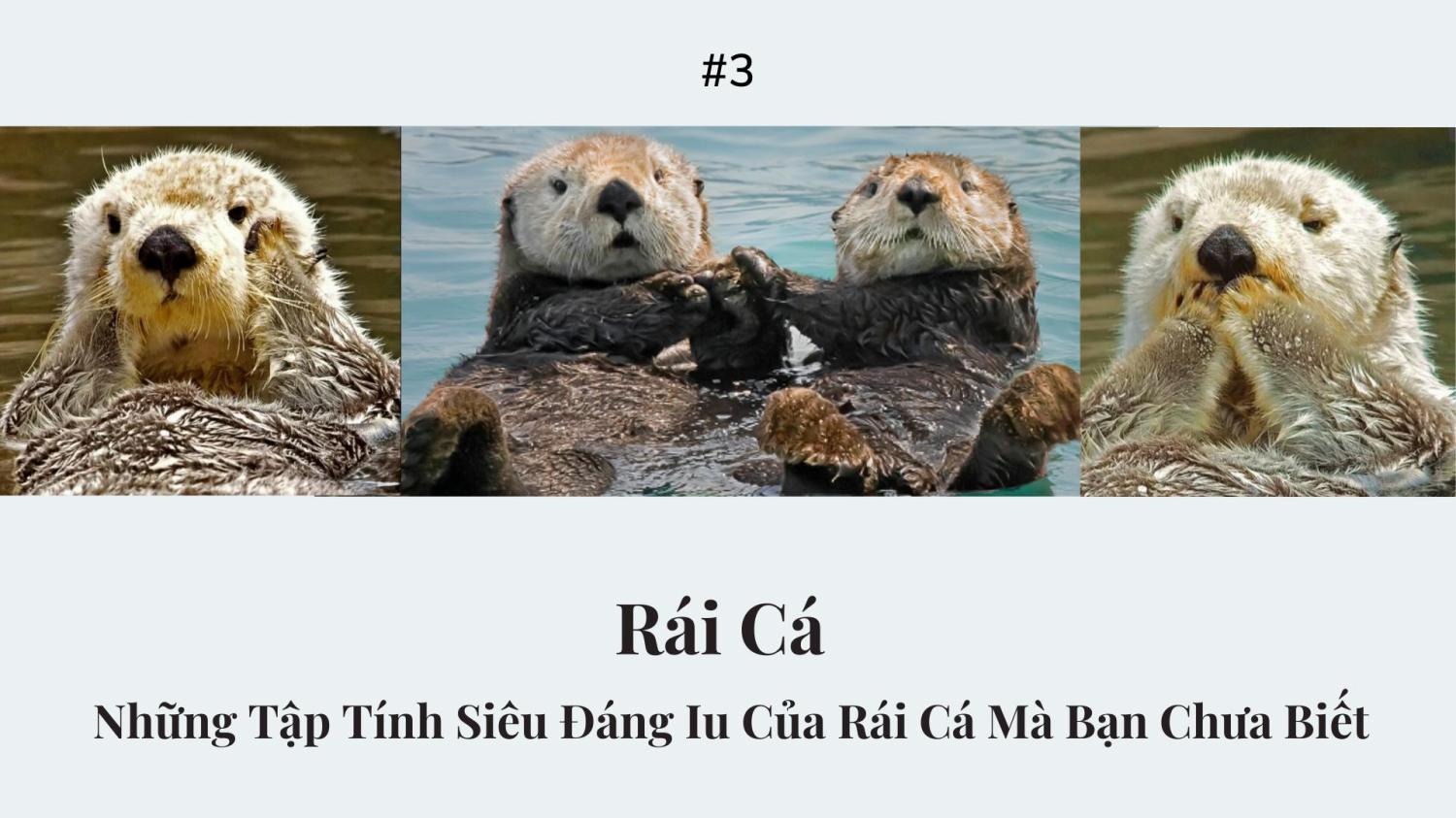 Những Tập Tính Siêu Đáng Yêu Của Rái Cá