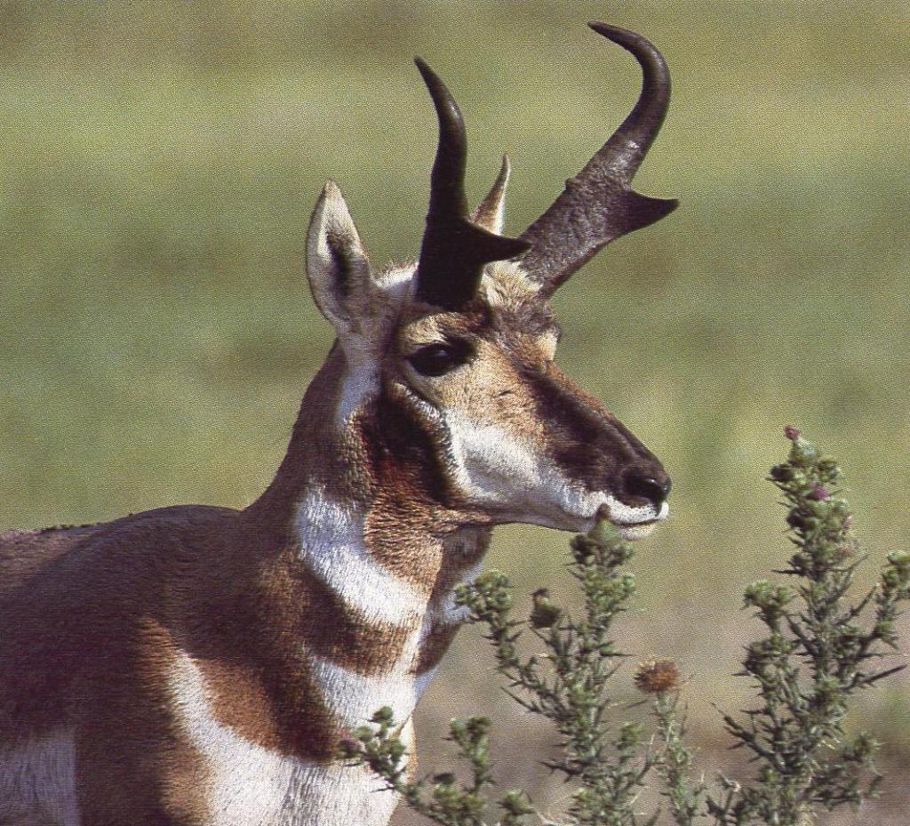 https://cdn.noron.vn/2021/08/02/pronghorn-head-1627880133_1024.jpg