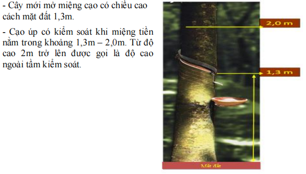 https://cdn.noron.vn/2021/08/08/68697107351122298-1628388976.png