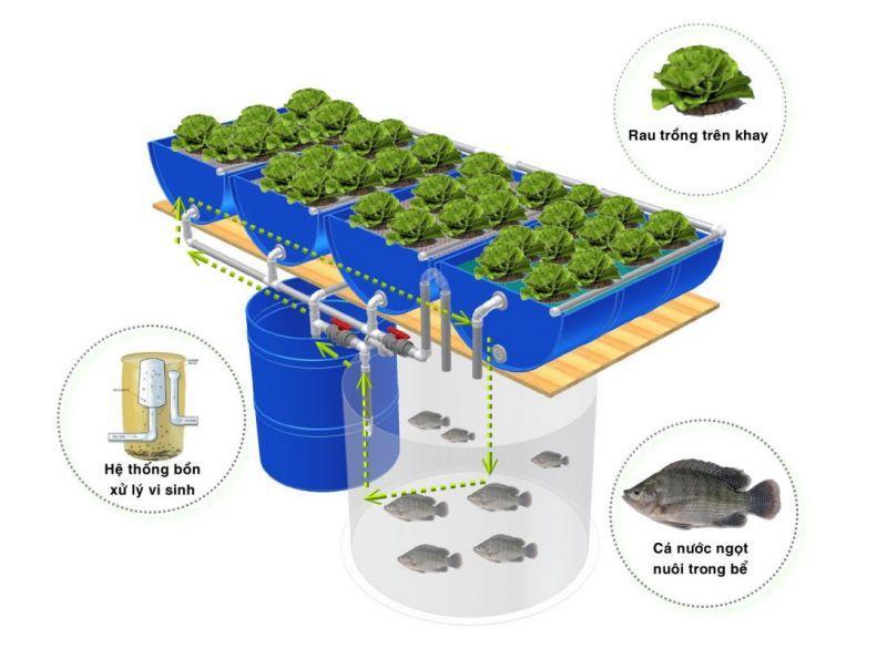 Mô hình Aquaponics  Trồng rau  nuôi cá khép kín