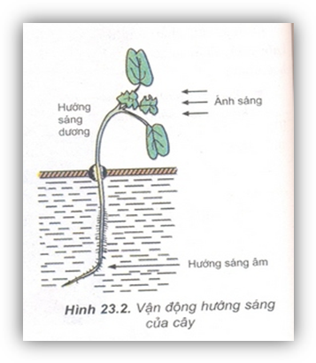 https://cdn.noron.vn/2022/01/31/874514206025850-1643615312.png