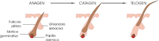 Các giai đoạn phát triển của lông