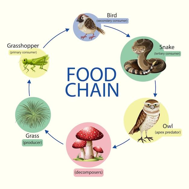 https://cdn.noron.vn/2022/10/01/food-chain-diagram-concept1308-58584-1664602899.jpg