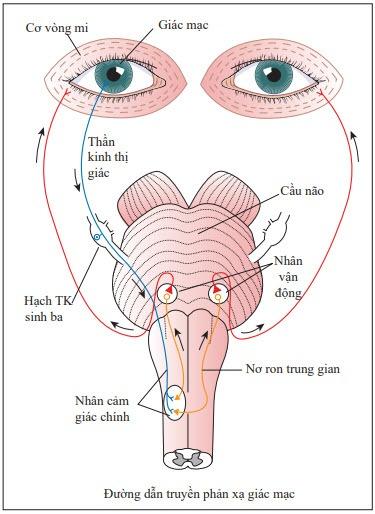 https://cdn.noron.vn/2022/10/12/62810215755526384-1665567967.jpg