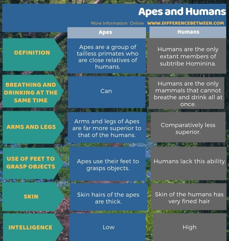 https://cdn.noron.vn/2022/10/28/difference-between-apes-and-human-tabular-form-1666927601.jpg